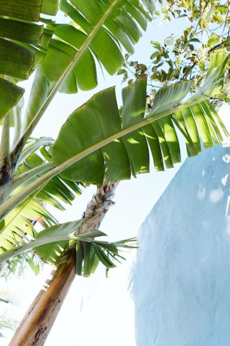 Tortuga Blue House In Banana Plantation Villa Арукас Екстериор снимка